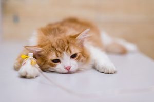 kedilerde-böbrek-yetmezliği-tedavisi-belirtileri-nedenleri-nelerdir.