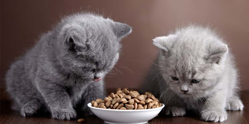 kediler-nasil-beslenmeli-kedi-beslenme-bilgileri